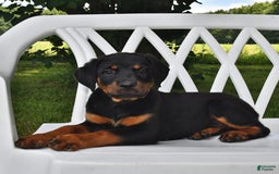 Rottweiler dogs for sale: Lexi - Image 5