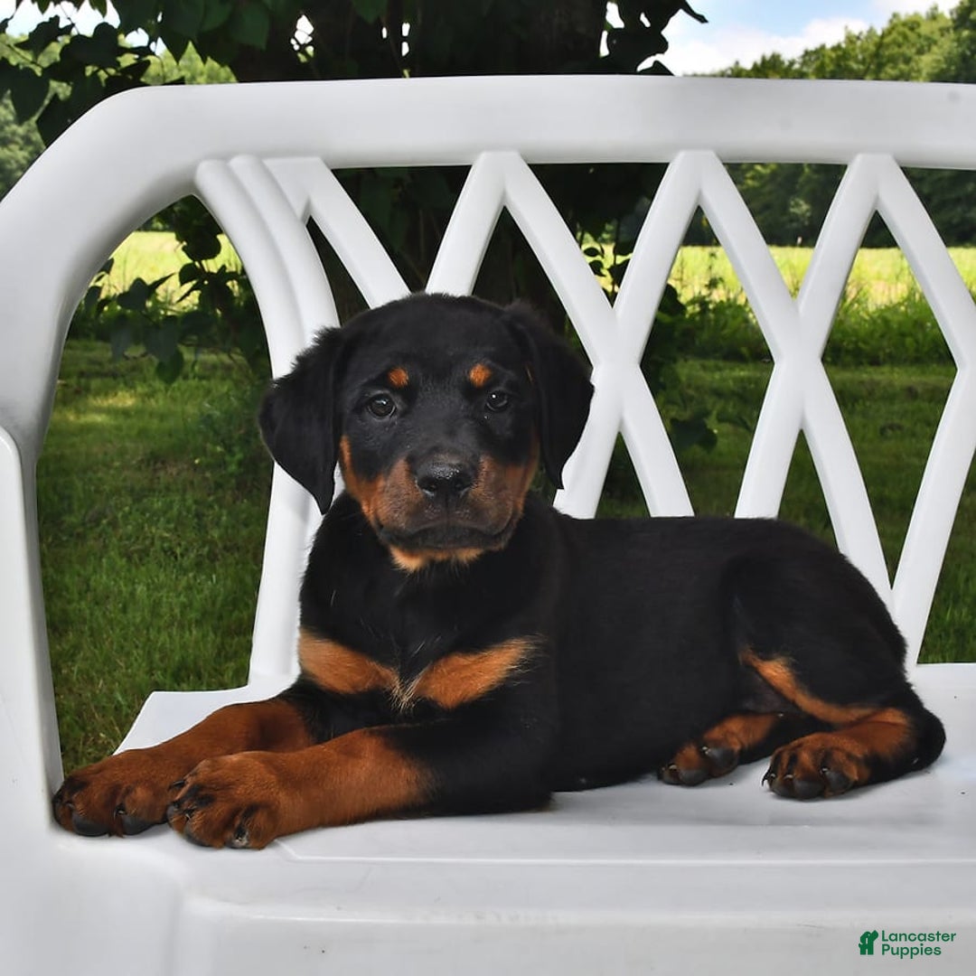 Rottweiler dogs for sale: Lexi - Image 5