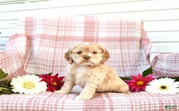 Cocker Spaniel dogs for sale: Kayla - Image 13