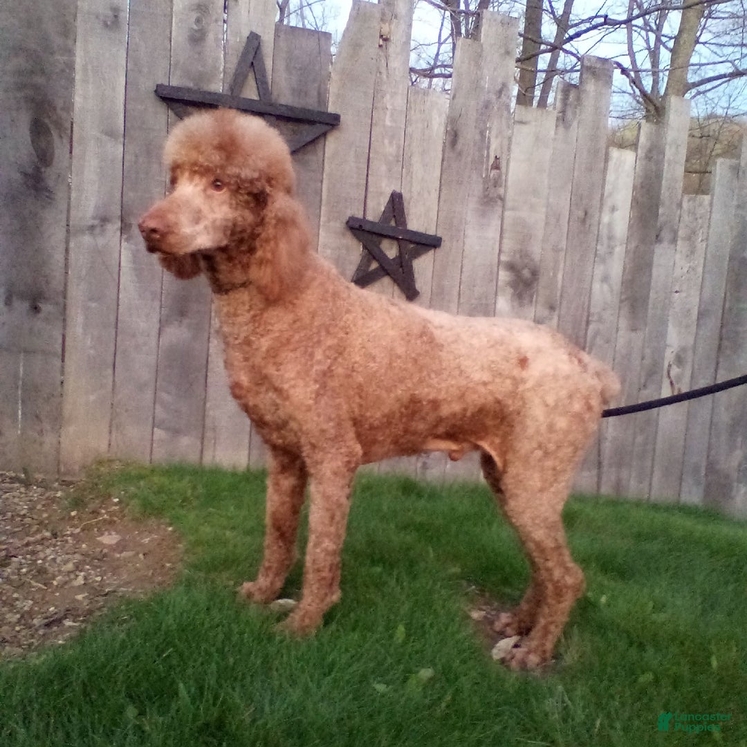 Aussiedoodle dogs for sale: Marlie - Image 5