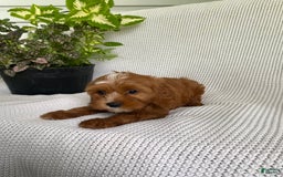 Cavapoo dogs for sale: Maverick - Image 8