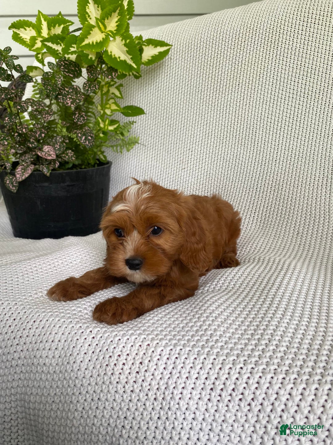Cavapoo dogs for sale: Maverick - Image 8