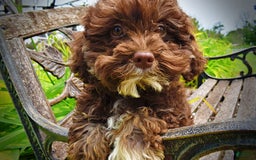 Havapoo dogs for sale: Tucker - Image 11
