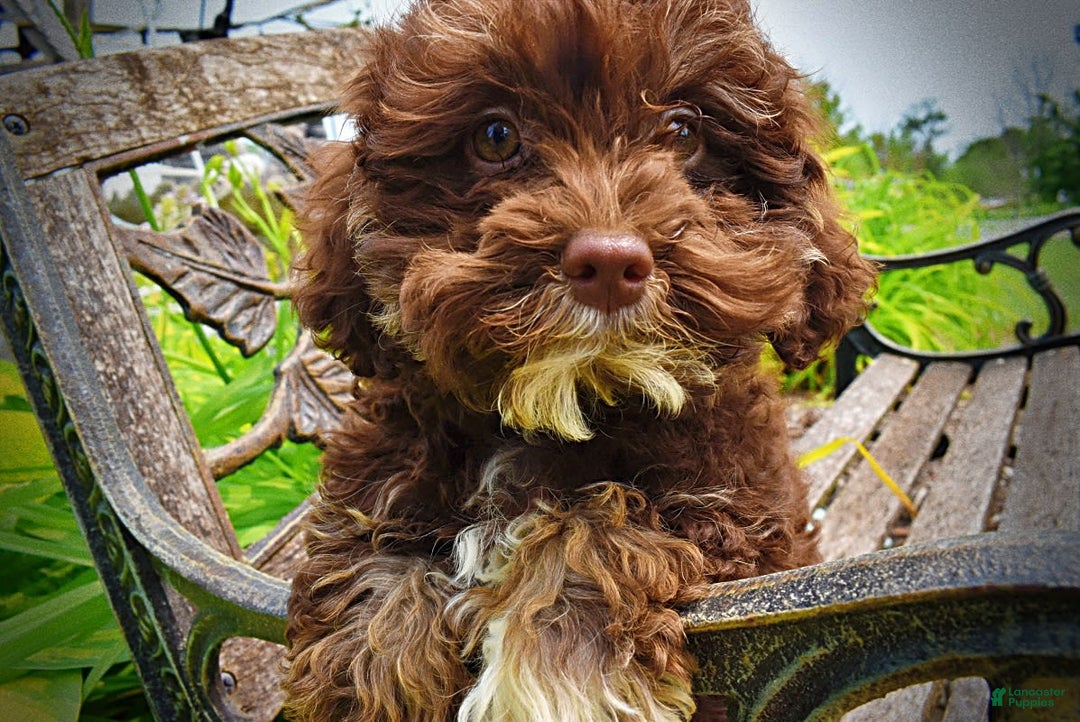 Havapoo dogs for sale: Tucker - Image 11