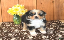 Miniature Australian Shepherd dogs for sale: Dozer - Image 4