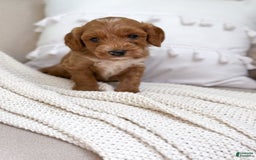 Mini Goldendoodle dogs for sale: Wave - Image 6