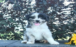 Aussiedoodle dogs for sale: Shadow - Image 1