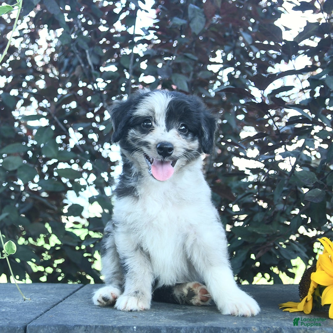 Aussiedoodle dogs for sale: Shadow - Image 1