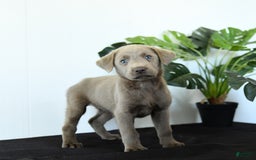 Labrador Retriever dogs for sale: Phoenix - Image 7