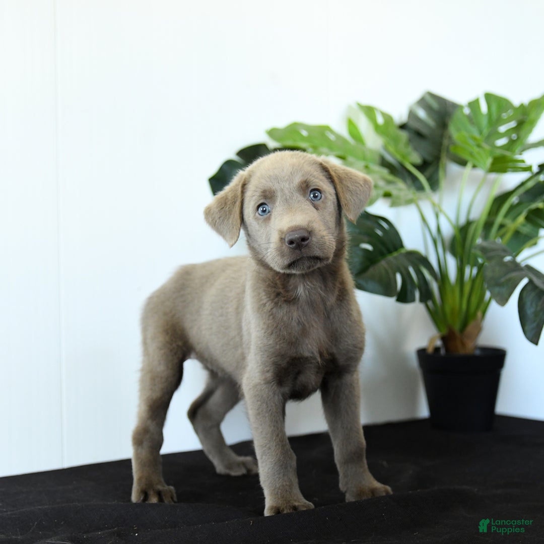 Labrador Retriever dogs for sale: Phoenix - Image 7