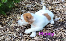 Jack Russell Terrier dogs for sale: Roxy - Image 1