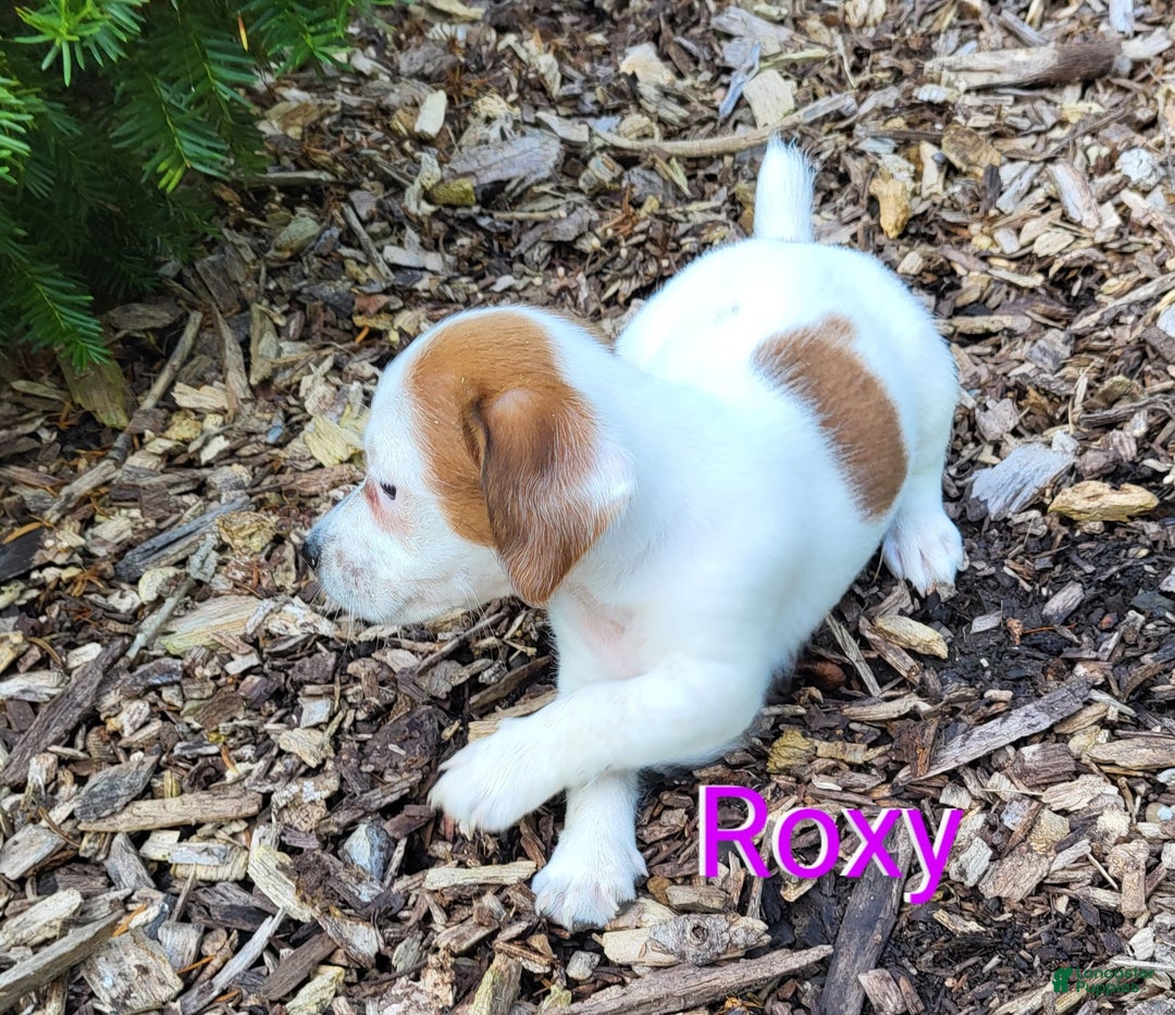Jack Russell Terrier dogs for sale: Roxy - Image 1