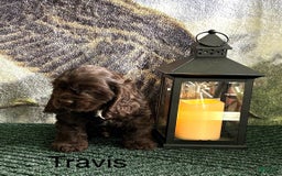 Cocker Spaniel dogs for sale: Travis - Image 3