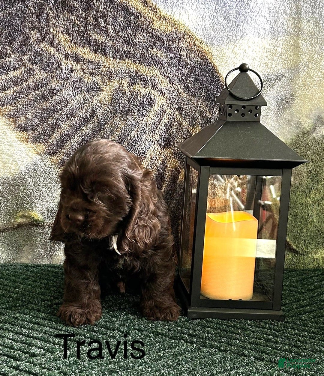Cocker Spaniel dogs for sale: Travis - Image 3