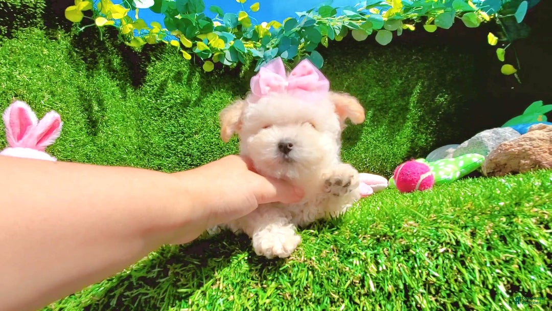 Maltipoo dogs for sale: Sunshine - Image 8