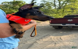 Doberman Pinscher dogs for sale: Banana - Image 7