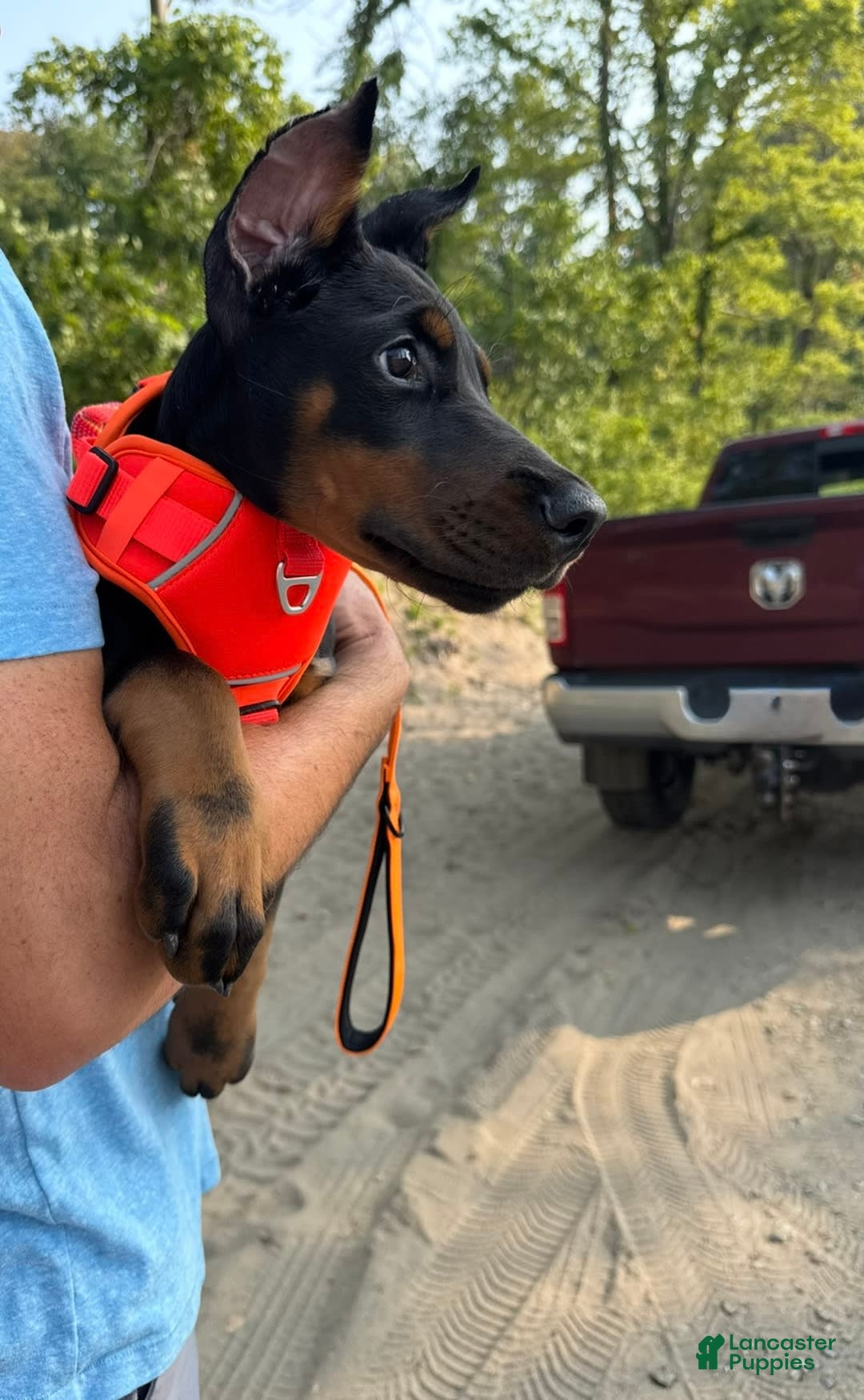 Doberman Pinscher dogs for sale: Banana - Image 7