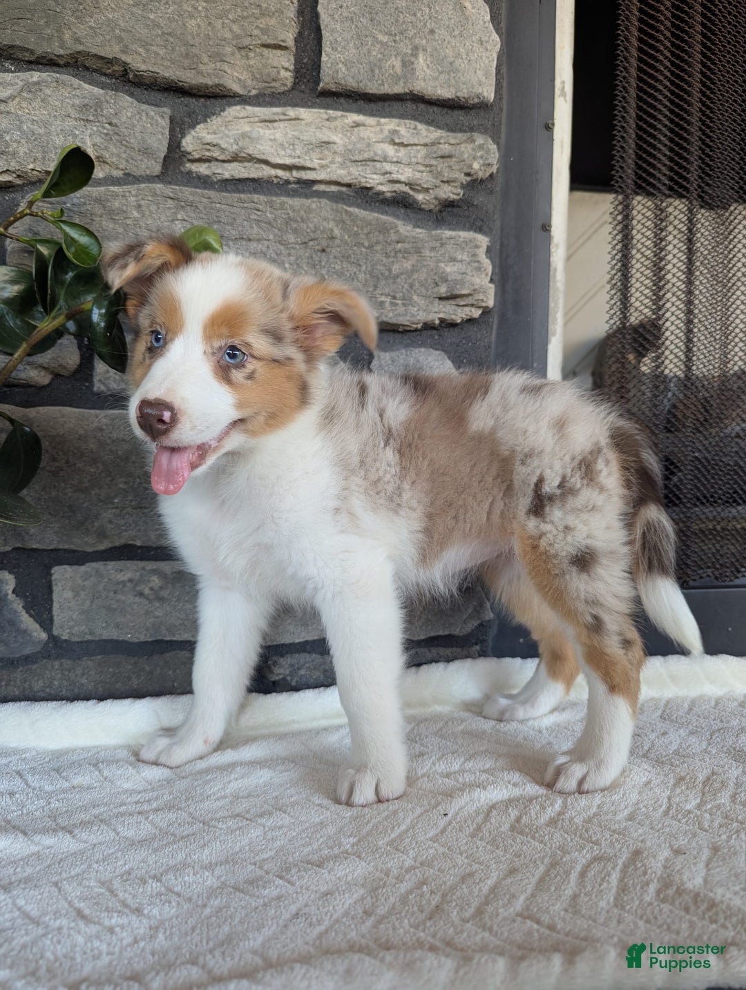 Australian Shepherd dogs for sale: Litty - Image 5