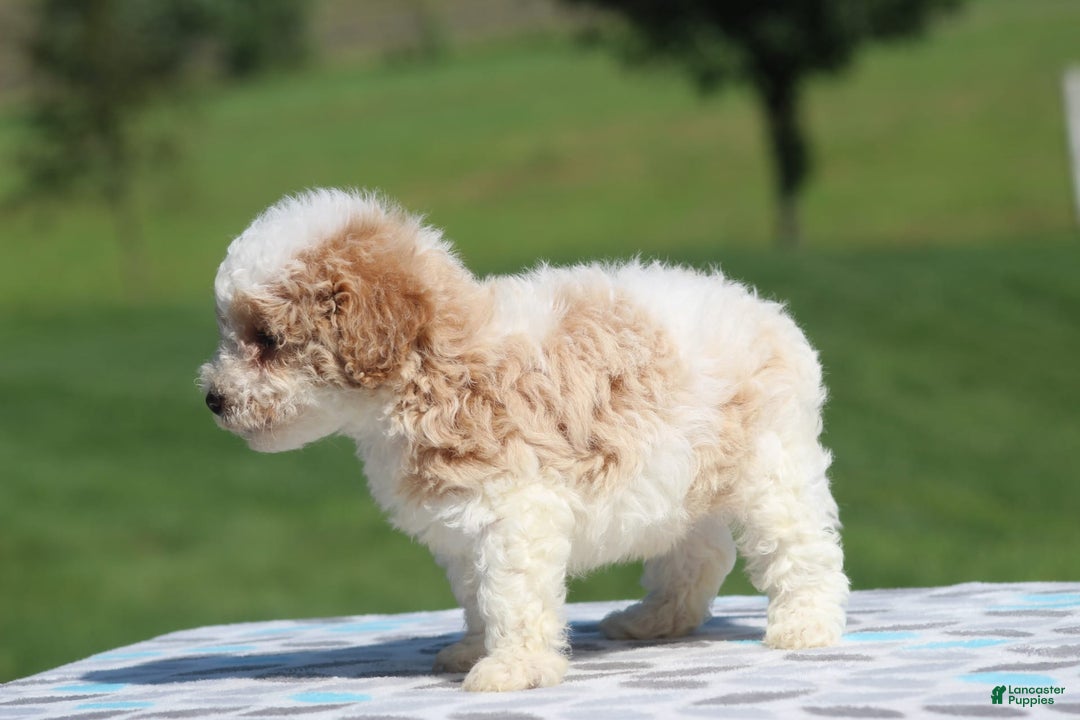 Maltipoo dogs for sale: Charlier - Image 5