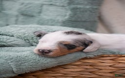 Doxiepoo dogs for sale: Muffin - Image 6