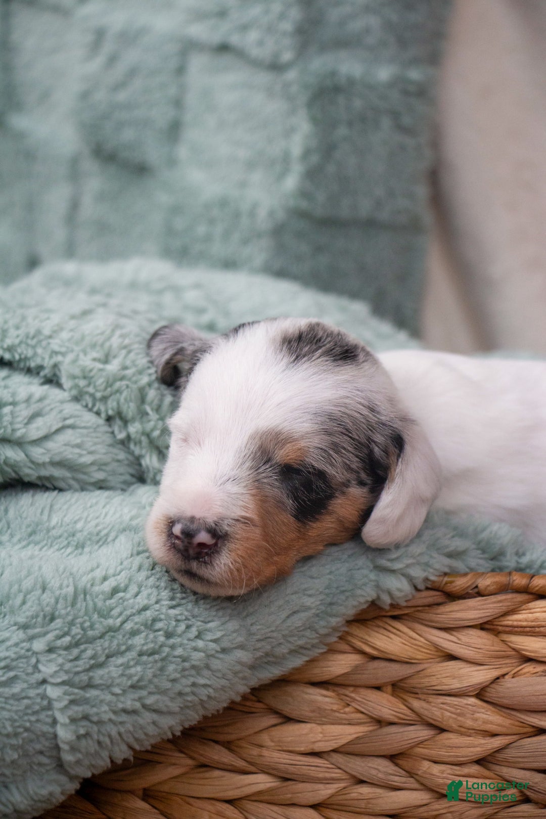 Doxiepoo dogs for sale: Muffin - Image 6