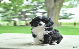 Mini Aussiedoodle dogs for sale: Wade - Image 8