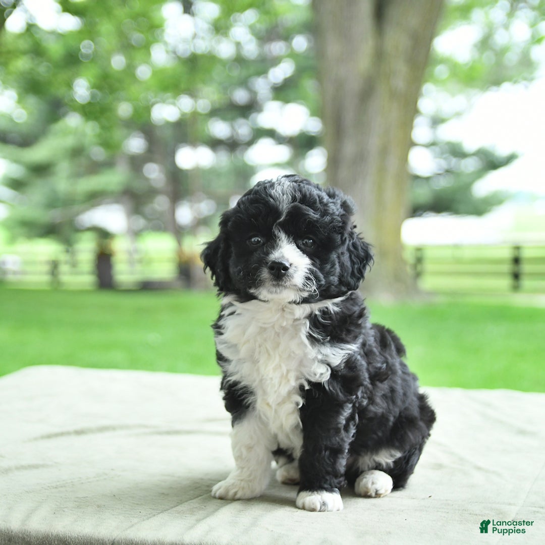 Mini Aussiedoodle dogs for sale: Wade - Image 8