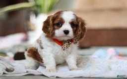 Cavalier King Charles Spaniel dogs for sale: Shiloh - Image 14