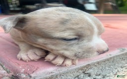 American Bully dogs for sale: Bella - Image 2
