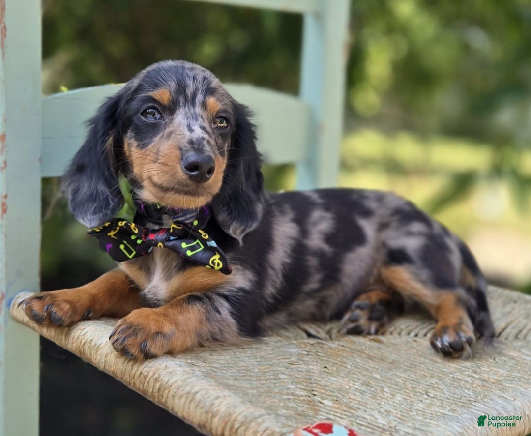 Miniature Dachshund dogs for sale: Albert - Image 12