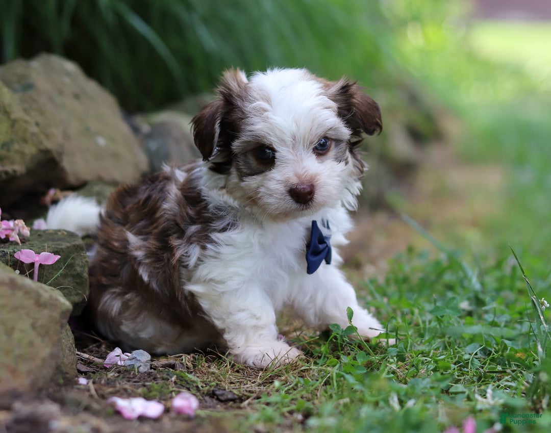 Havanese dogs for sale: Champ - Image 4