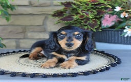 Miniature Dachshund dogs for sale: Louie - Image 1