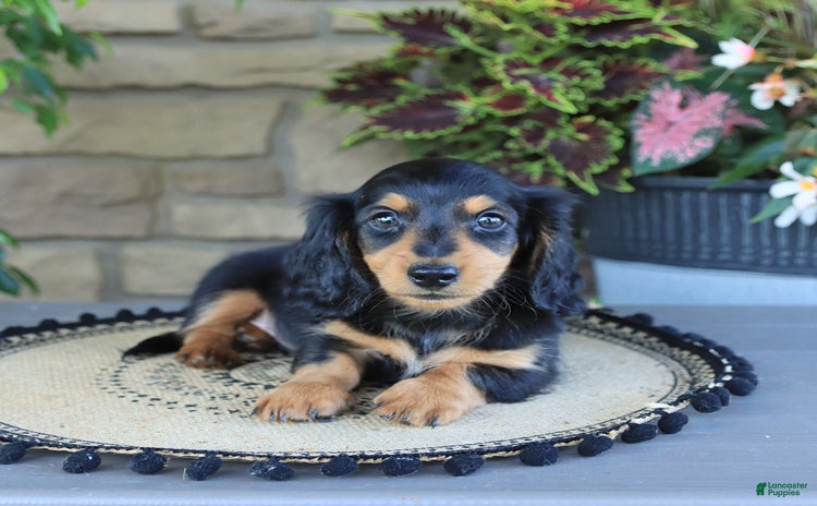 Miniature Dachshund dogs for sale - Ad 3