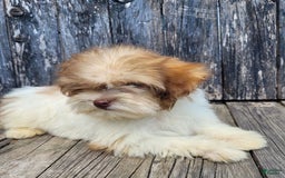 Lhasapoo dogs for sale: Pink Daisy - Image 9