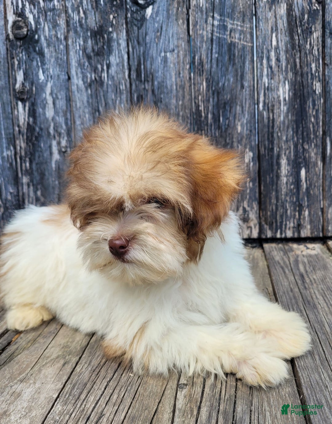 Lhasapoo dogs for sale: Pink Daisy - Image 9