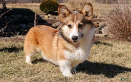 Welsh Corgi Pembroke dogs for sale: Macaroon - Image 10