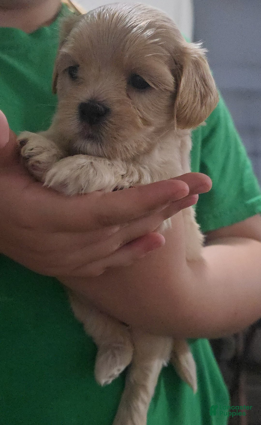 Cavapoo dogs for sale: Female 1 Brunos Girls Twin - Image 7