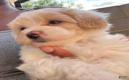 Maltipoo dogs for sale: Willy - Image 3