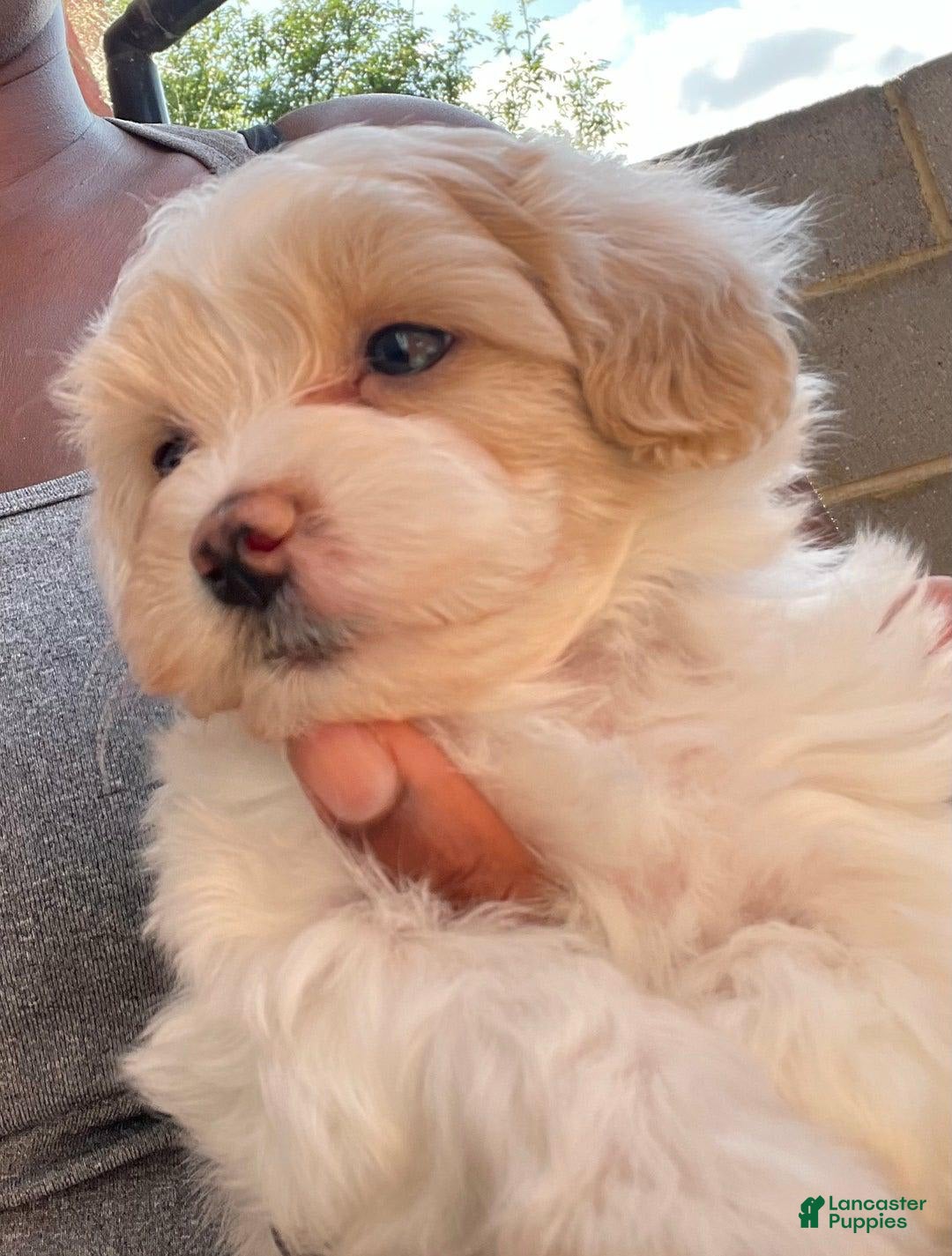 Maltipoo dogs for sale: Willy - Image 3