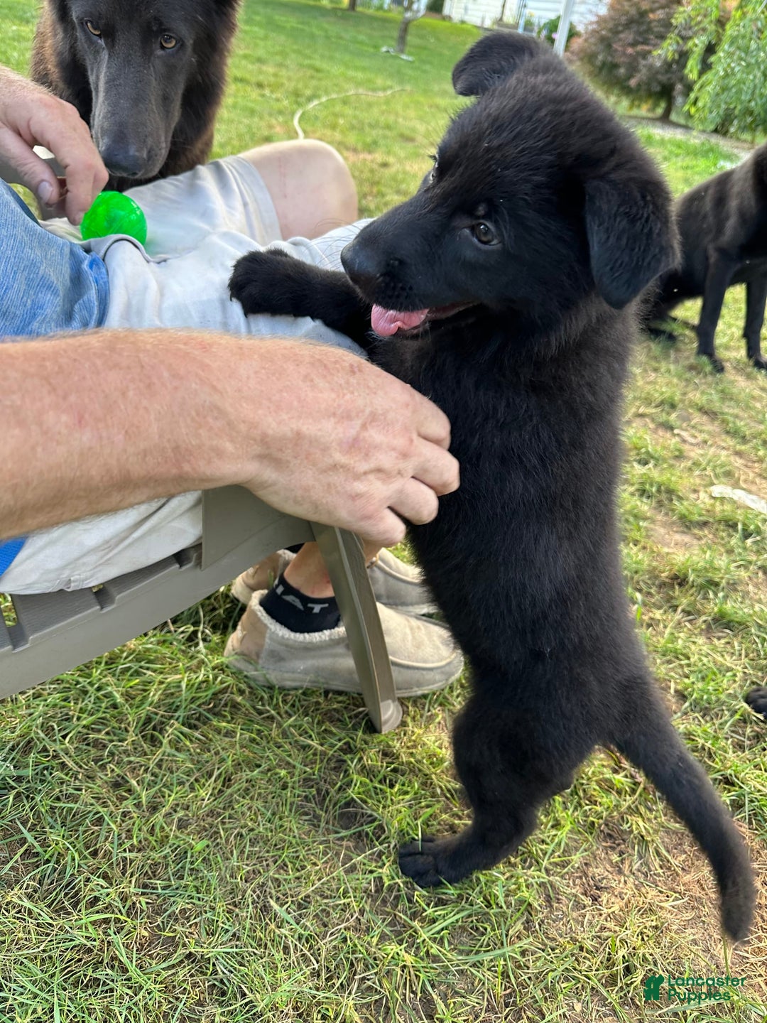 German Shepherd dogs for sale: Pink - Image 3