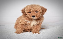 Mini Goldendoodle dogs for sale: Wyatt - Image 2