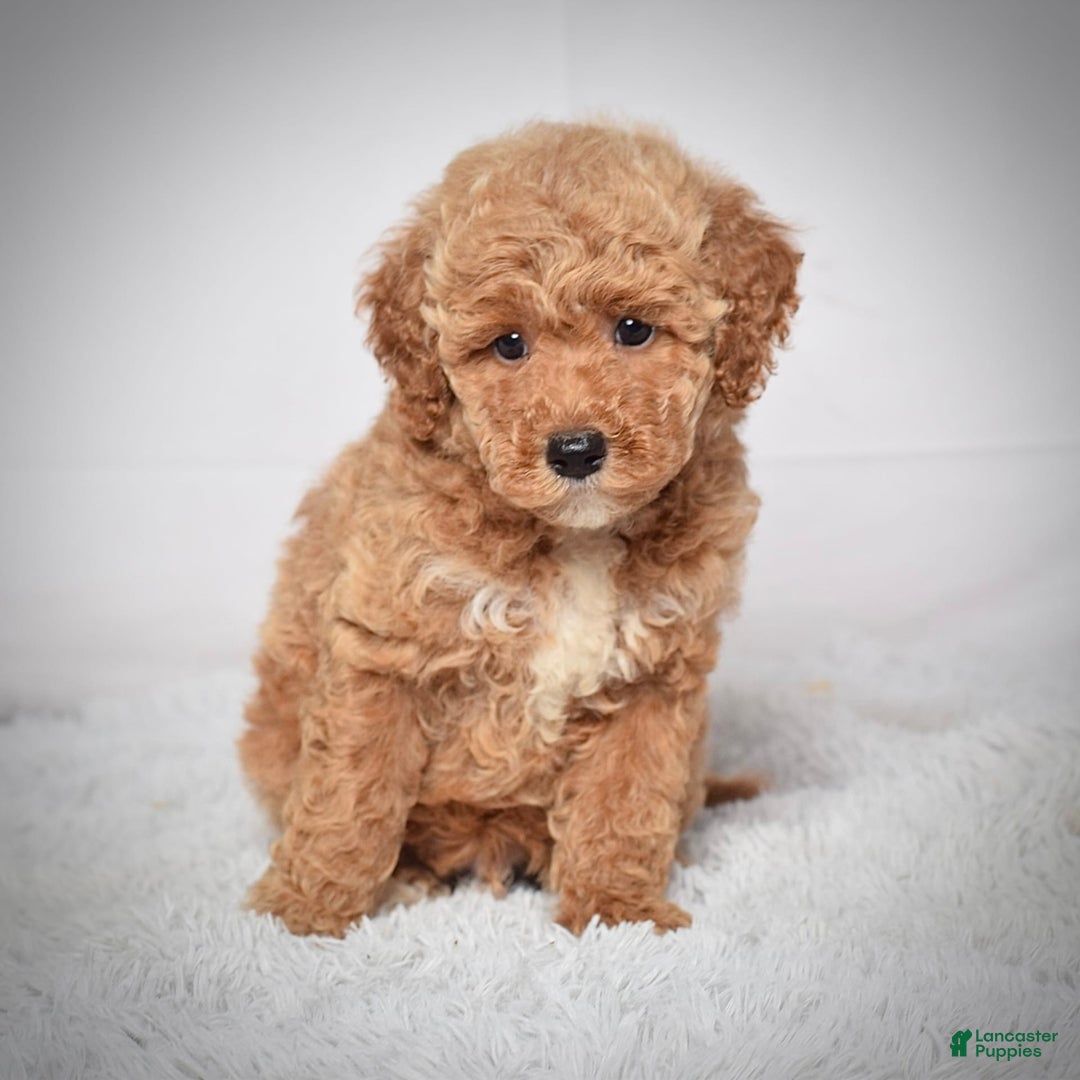 Mini Goldendoodle dogs for sale: Wyatt - Image 2
