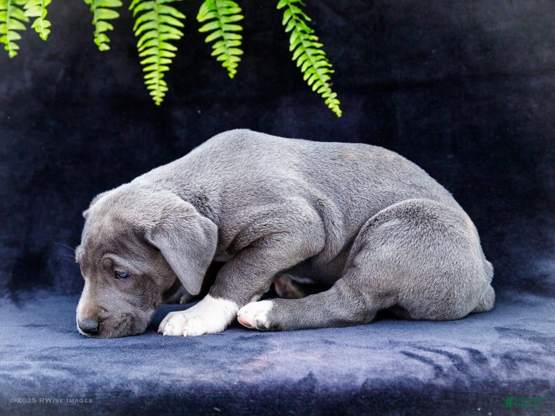Great Dane dogs for sale: Molly - Image 11