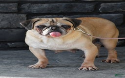 Pug dogs for sale: Tinker - Image 10
