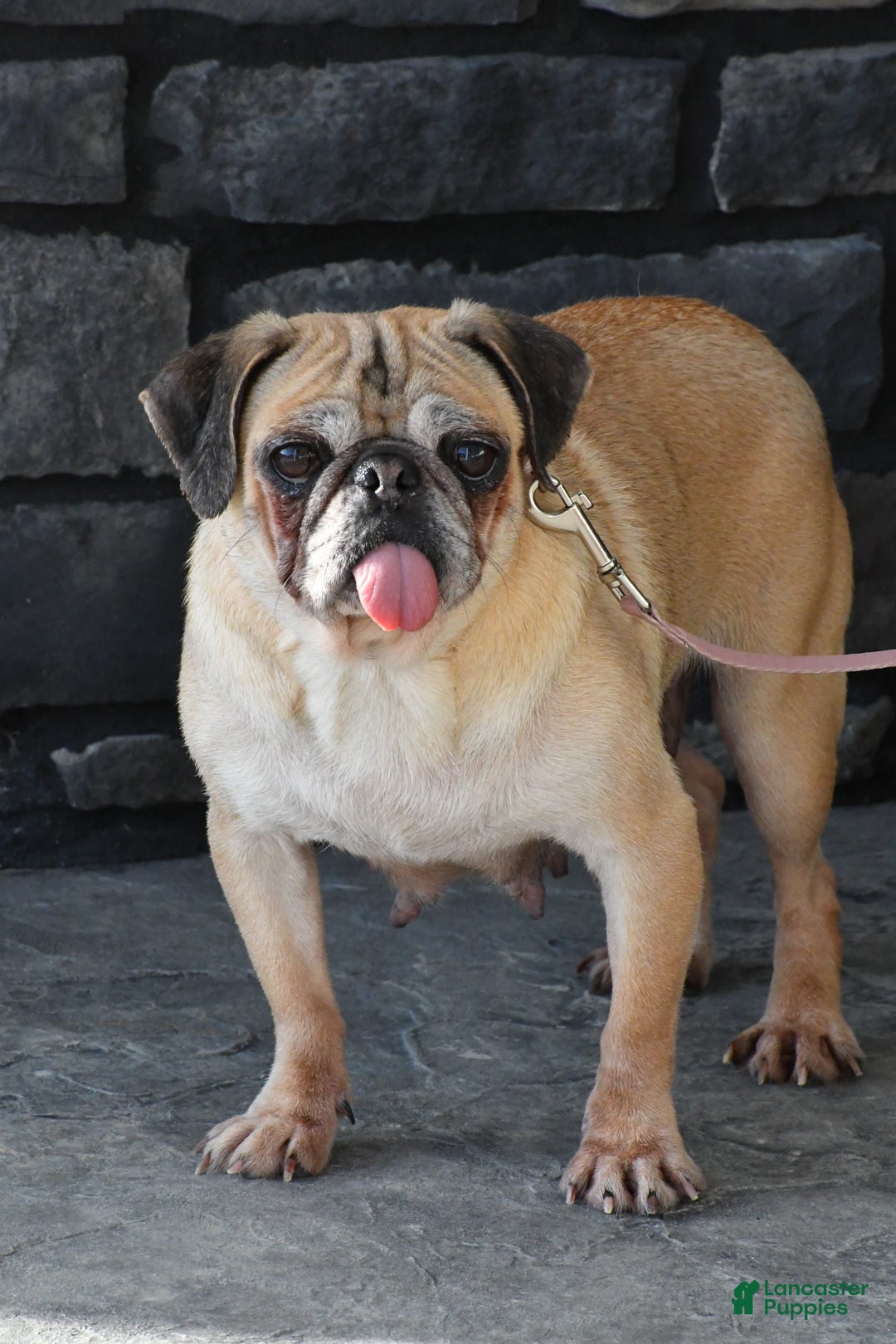 Pug dogs for sale: Tinker - Image 10