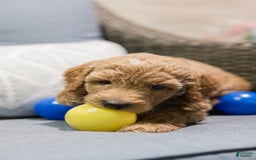 Standard Poodle dogs for sale: Nacho - Image 2