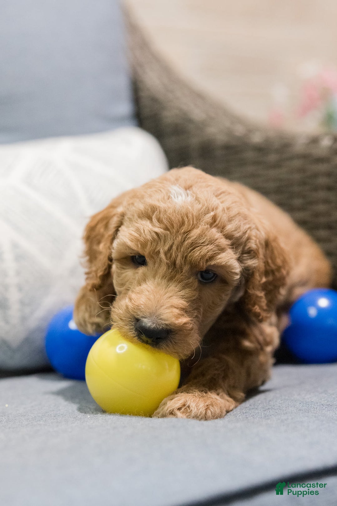 Standard Poodle dogs for sale: Nacho - Image 2