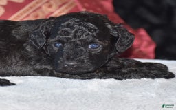 Yorkiepoo dogs for sale: Plaid - Image 11