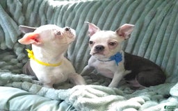 Boston Terrier dogs for sale: Nolan - Image 18