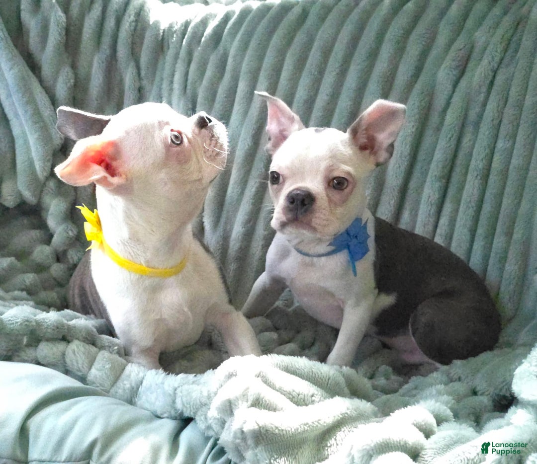 Boston Terrier dogs for sale: Nolan - Image 18